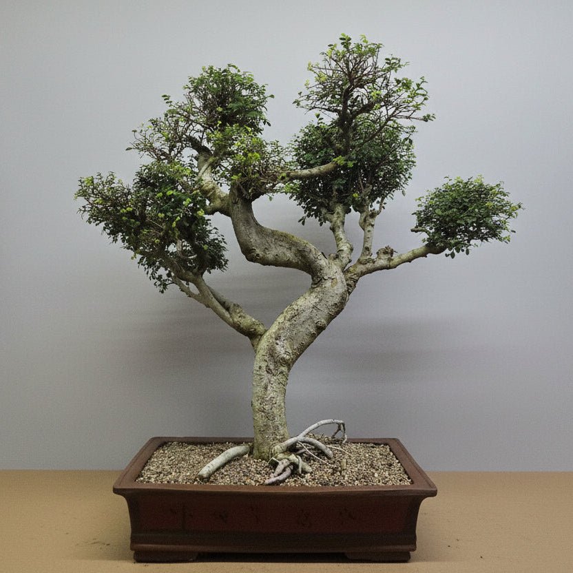 Large Chinese Elm (Ulmus Parvifolia) Bonsai Tree | Shaped Style | Height 100cm | In 60cm Pot | Luxury Home Accessories | Heulog Glow