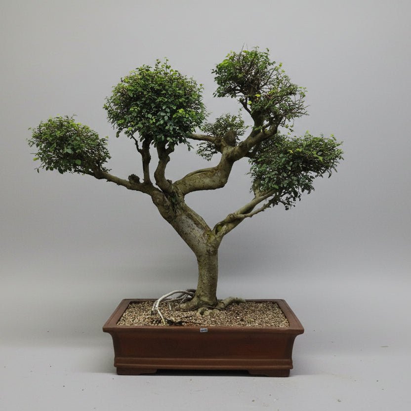 Large Chinese Elm (Ulmus Parvifolia) Bonsai Tree | Shaped Style | Height 100cm | In 60cm Pot | Luxury Home Accessories | Heulog Glow