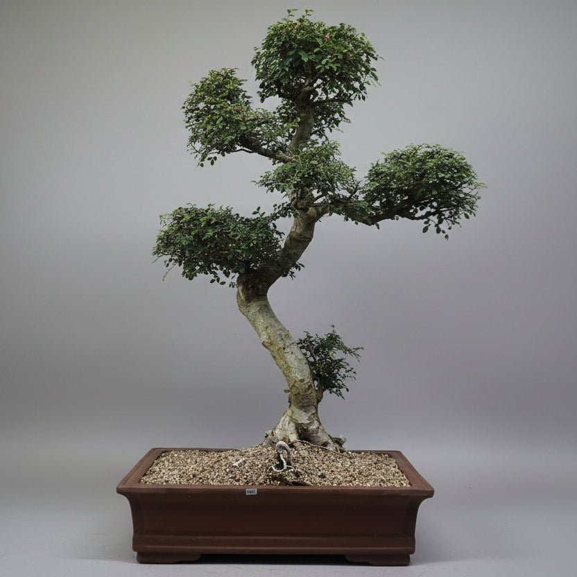 Large Chinese Elm (Ulmus Parvifolia) Bonsai Tree | Shaped Style | Height 110cm | In 60cm Pot | Luxury Home Accessories | Heulog Glow