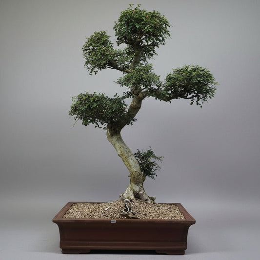 Large Chinese Elm (Ulmus Parvifolia) Bonsai Tree | Shaped Style | Height 110cm | In 60cm Pot | Luxury Home Accessories | Heulog Glow