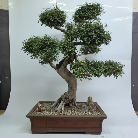 Large Chinese Elm (Ulmus Parvifolia) Bonsai Tree | Shaped Style | Height 110cm | In 60cm Pot | Luxury Home Accessories | Heulog Glow