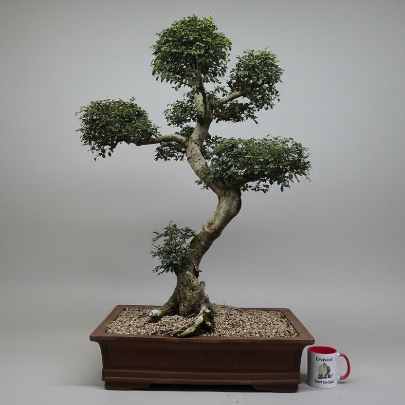 Large Chinese Elm (Ulmus Parvifolia) Bonsai Tree | Shaped Style | Height 110cm | In 60cm Pot | Luxury Home Accessories | Heulog Glow