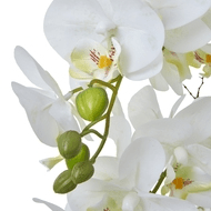 Large White Orchid In Ceramic Pot | Luxury Home Accessories | Heulog Glow
