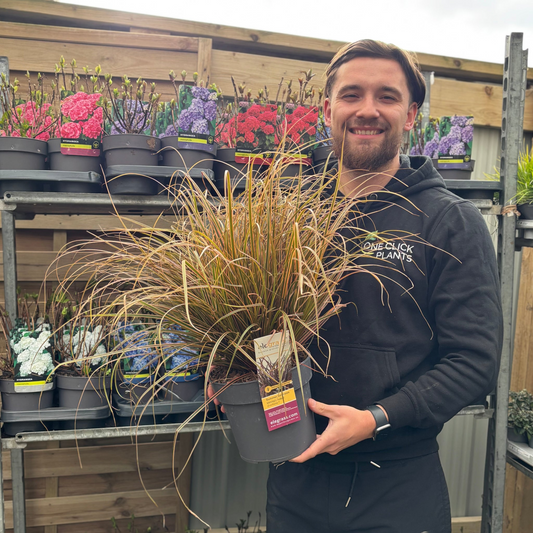 Uncinia Rubra 'Everflame' Ornamental Grass 3L
