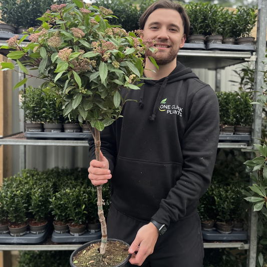 Viburnum tinus Patio Tree 100cm