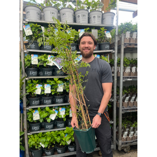 Wisteria sinensis 'Amethyst Falls' Pyramid 110cm 5L