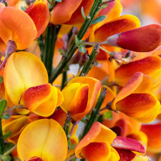 Cytisus ‘Killiney Red’ 1L