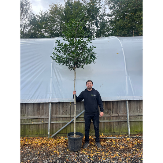Standard ilex 'Nelly Steven's Tree 3m (stem 1.8m + head)