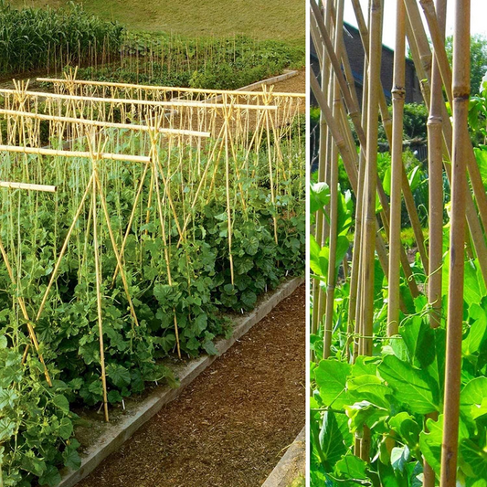 ONE PIECE Bamboo Canes sticks 90 CM
