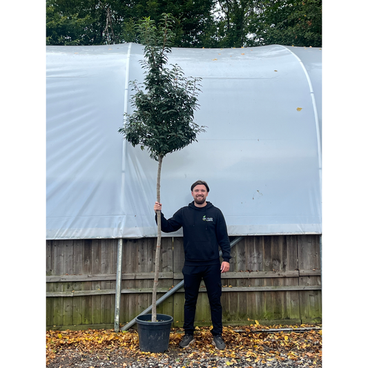 Standard Portuguese Laurel Tree 3m (stem 1.8m + head)