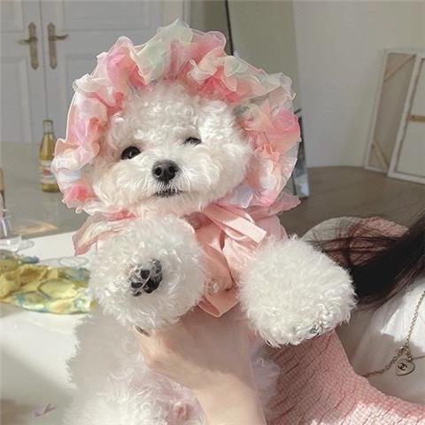 Mesh Bichon Teddy Dog Skirt | Luxury Home Accessories | Heulog Glow