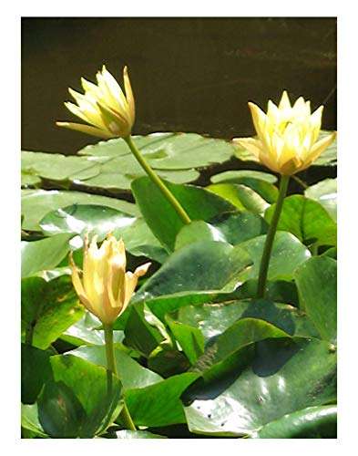 Nymphaea 'Mexicana'