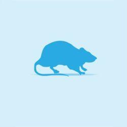Monkfield Rat - Weaner 26g - 50g | Luxury Home Accessories | Heulog Glow