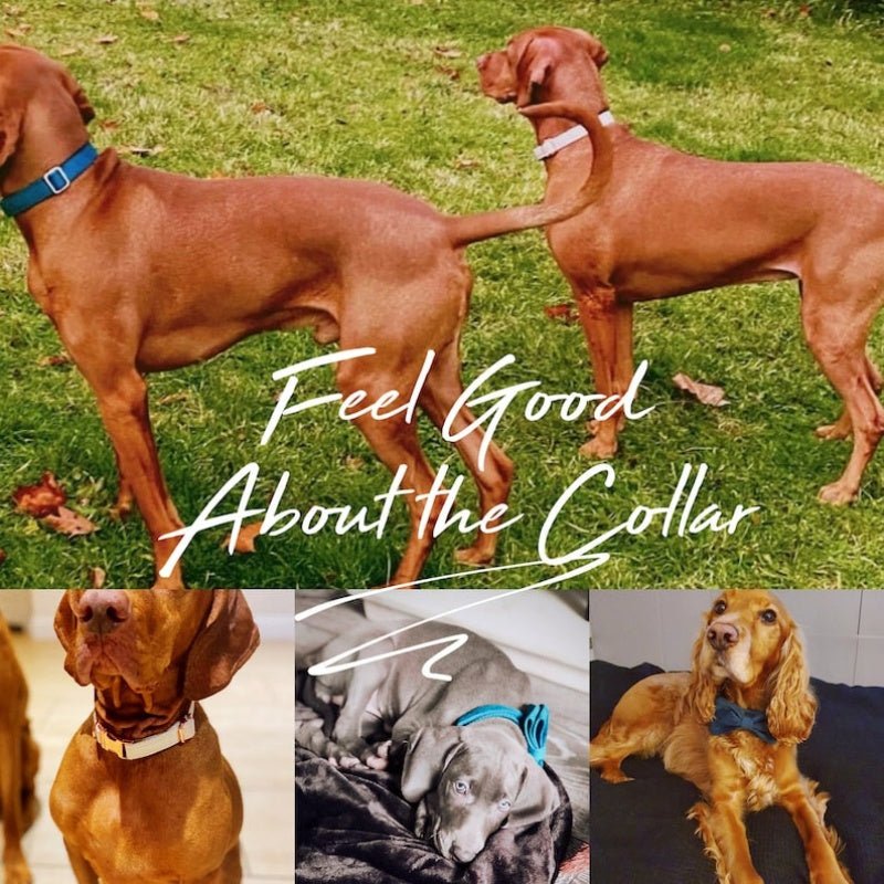 Multiple Colour Velvet Personalise Dog Collar Leash Set With Bow | Luxury Home Accessories | Heulog Glow
