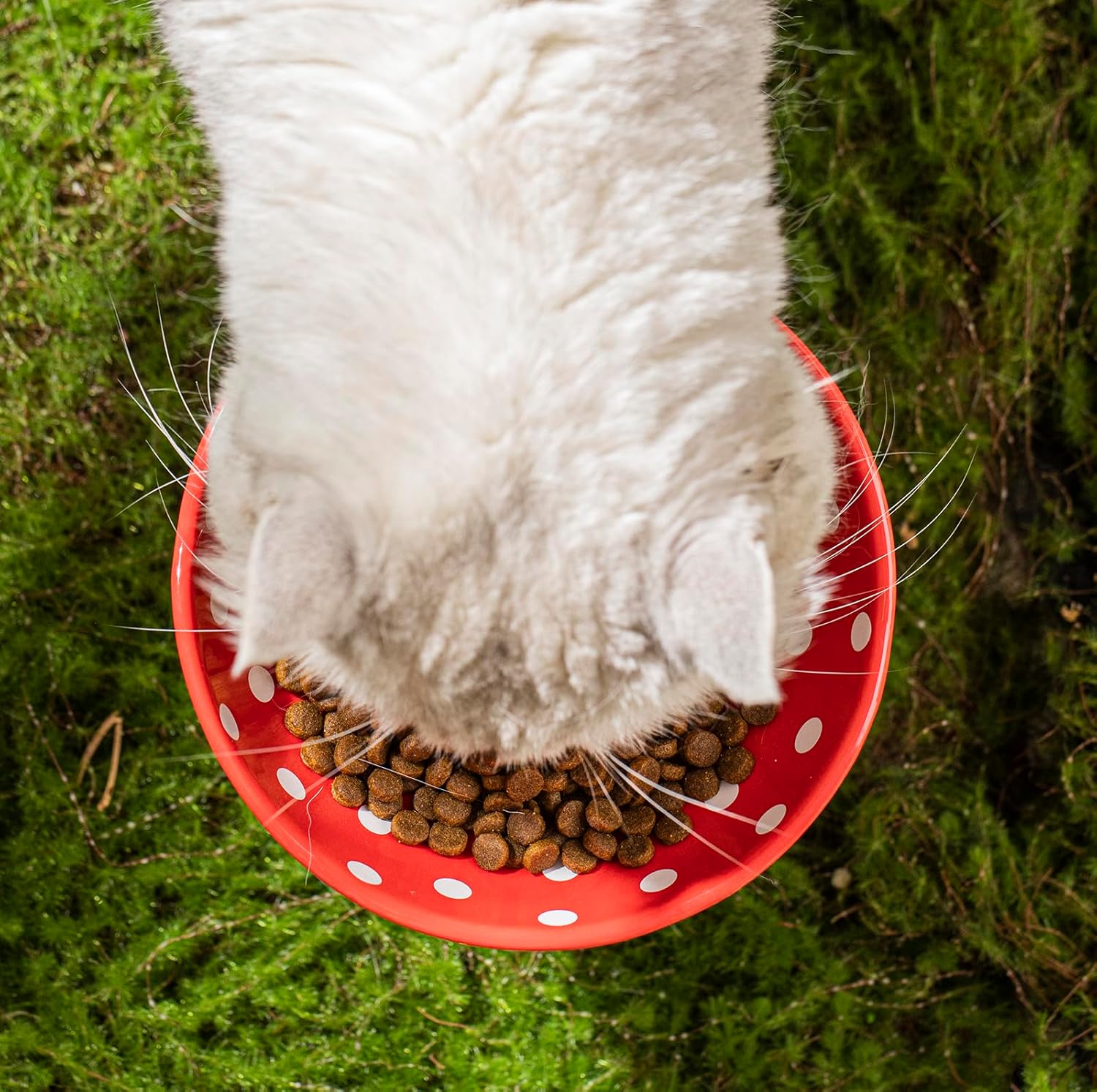 Mushroom Raised Cat Bowl With Cute Polka Dot Design And Safe Ceramic Material For Small Pets | Luxury Home Accessories | Heulog Glow