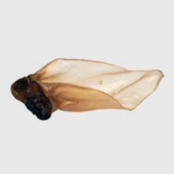 NAW Buffalo Ear & Meat Large, 50pcs | Luxury Home Accessories | Heulog Glow