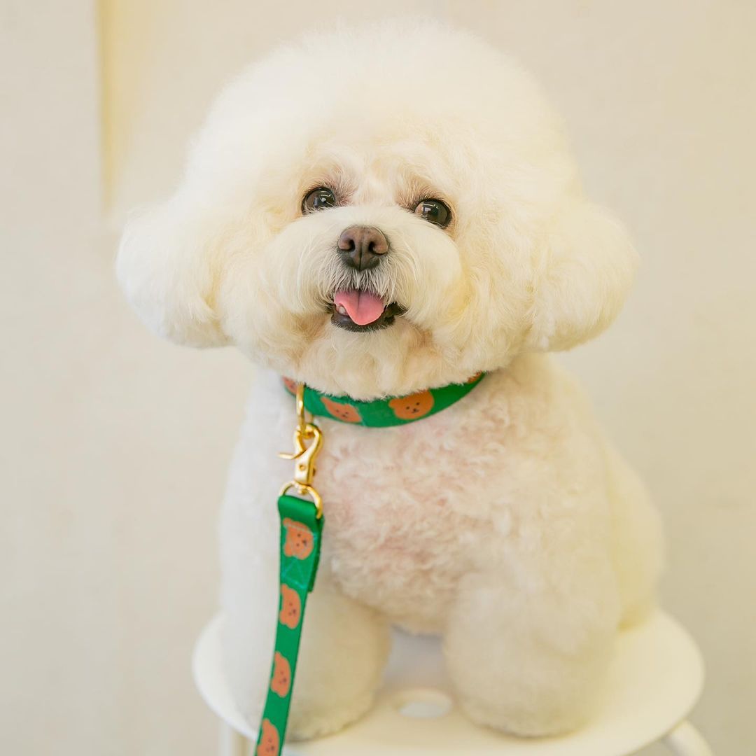 New Dog Pet Bear Cute Traction Soft And Durable Rope | Luxury Home Accessories | Heulog Glow
