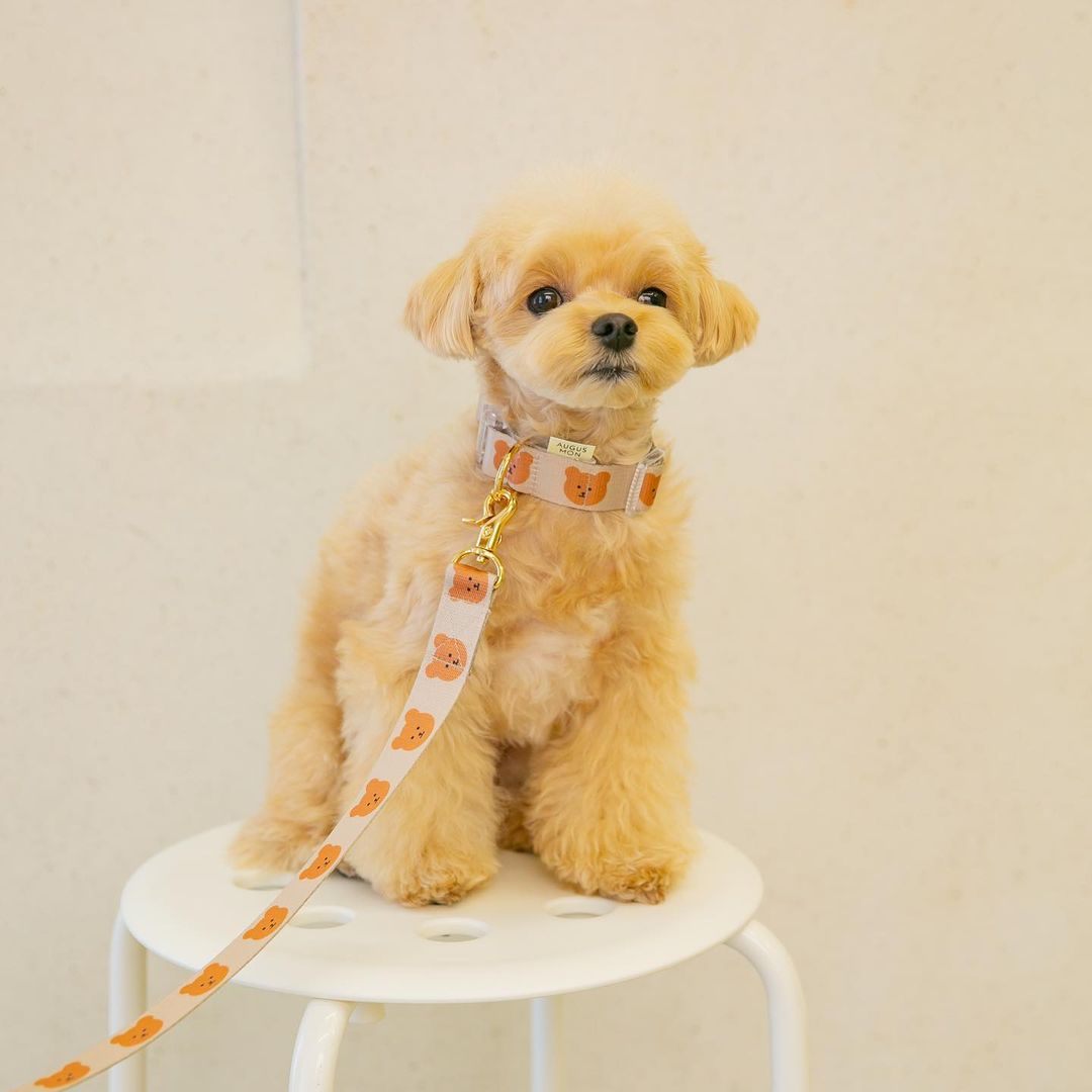 New Dog Pet Bear Cute Traction Soft And Durable Rope | Luxury Home Accessories | Heulog Glow
