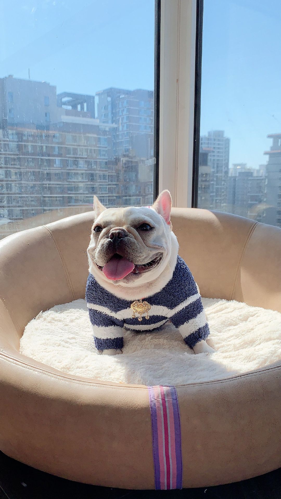 New Pet Dog Clothes Soft Striped Sweater | Luxury Home Accessories | Heulog Glow