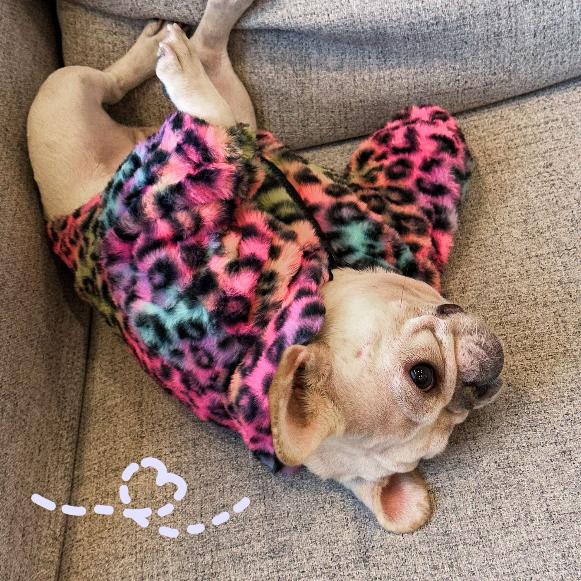 New Style Pet Clothes Colorful Leopard Print Velvet Coat | Luxury Home Accessories | Heulog Glow