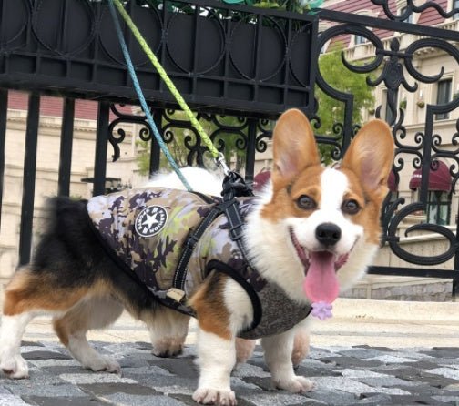 Pet Dog Clothes For Small Dogs Winter Warm Dog Hooded Coat Jackets Chihuahua Pug Outfits Puppy Cat Clothing | Luxury Home Accessories | Heulog Glow