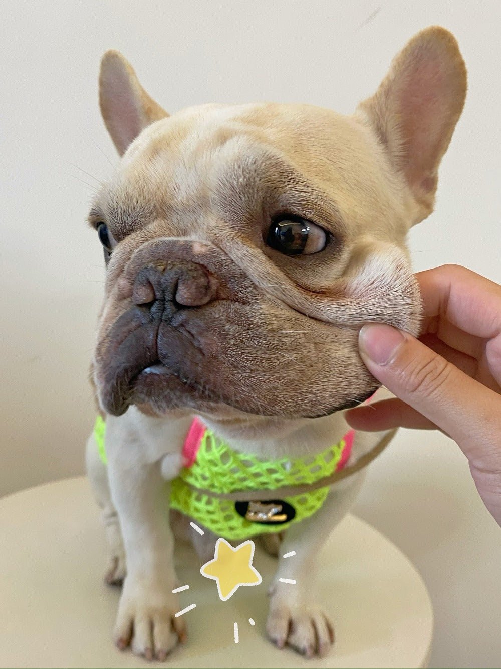 Pet Dog Clothes Summer Thin Breathable Sun Protection Vest | Luxury Home Accessories | Heulog Glow