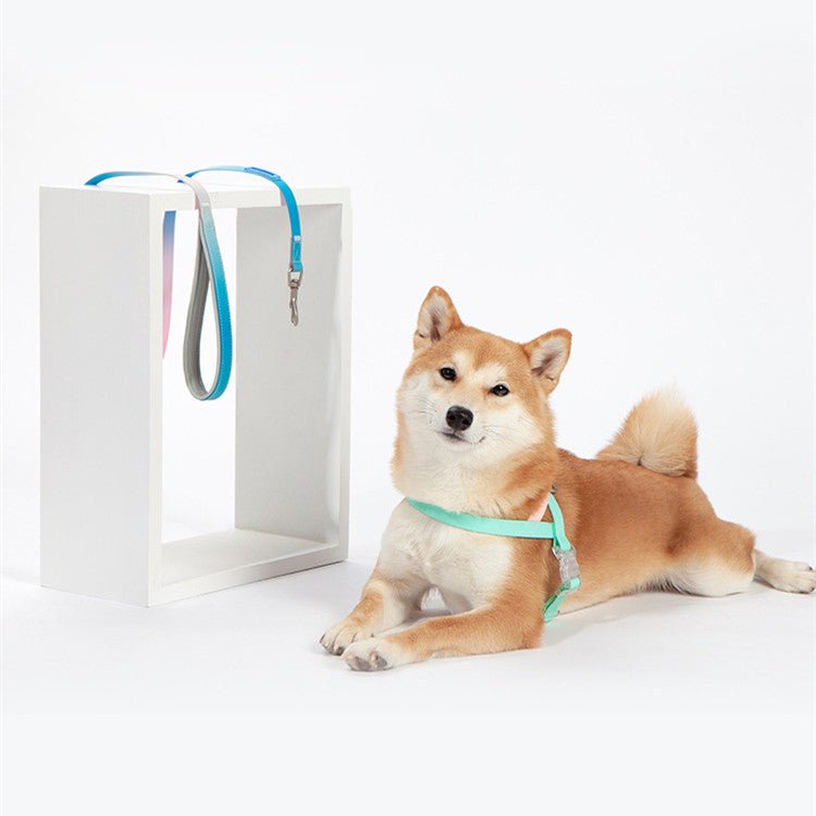 Pet PVC jelly gradient traction rope | Luxury Home Accessories | Heulog Glow