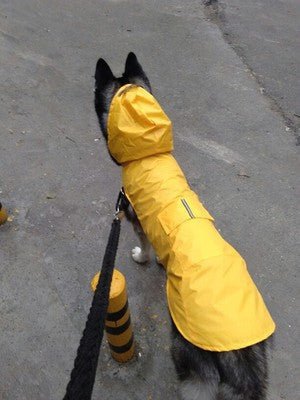 Pet Waterproof Windproof Hood Puppy Raincoat | Luxury Home Accessories | Heulog Glow