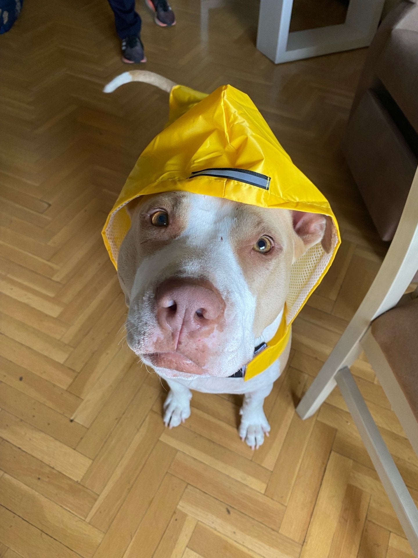 Pet Waterproof Windproof Hood Puppy Raincoat | Luxury Home Accessories | Heulog Glow