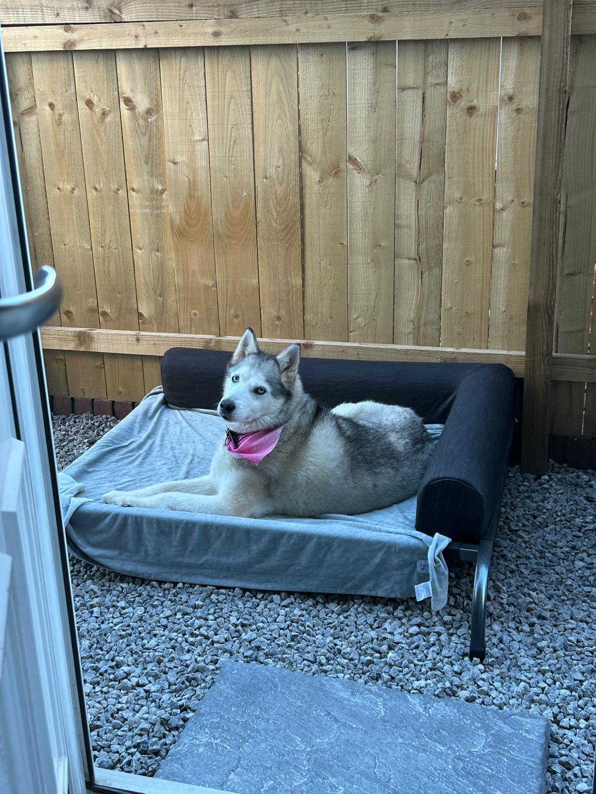 PetFusion Elevated Outdoor Dog Bed Extra Large CLEARANCE | Luxury Home Accessories | Heulog Glow