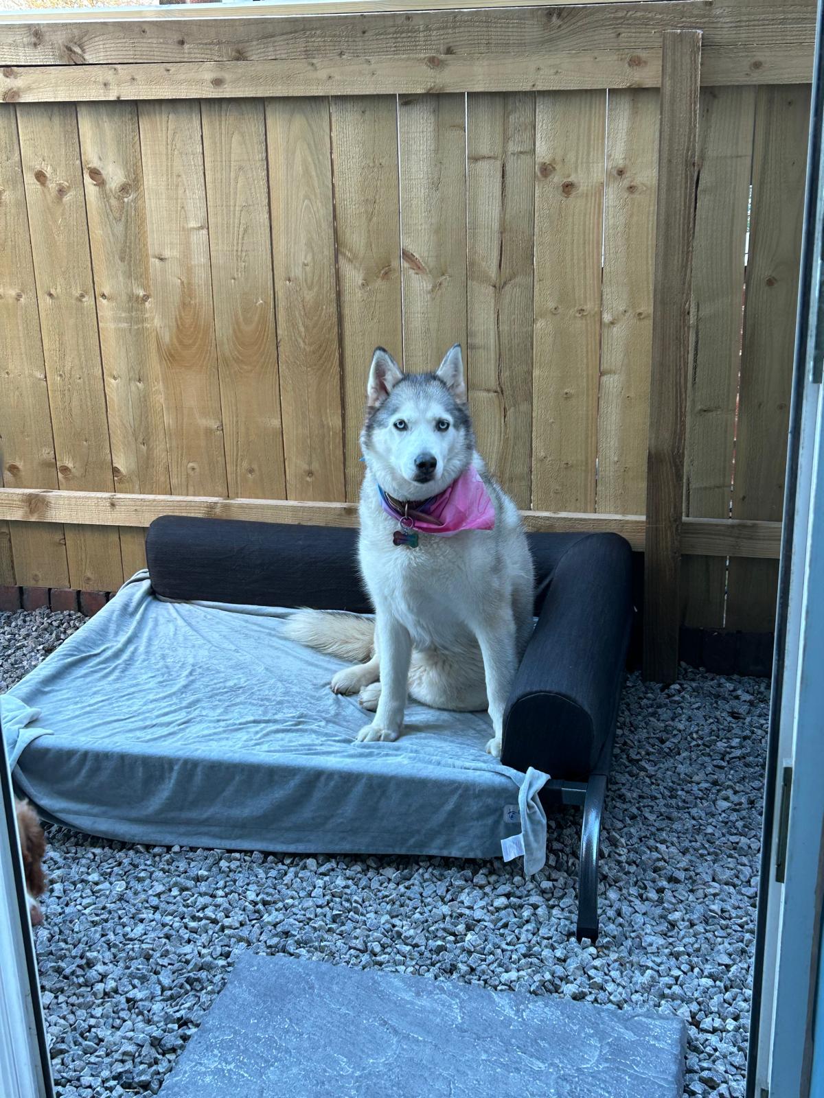 PetFusion Elevated Outdoor Dog Bed Extra Large CLEARANCE | Luxury Home Accessories | Heulog Glow