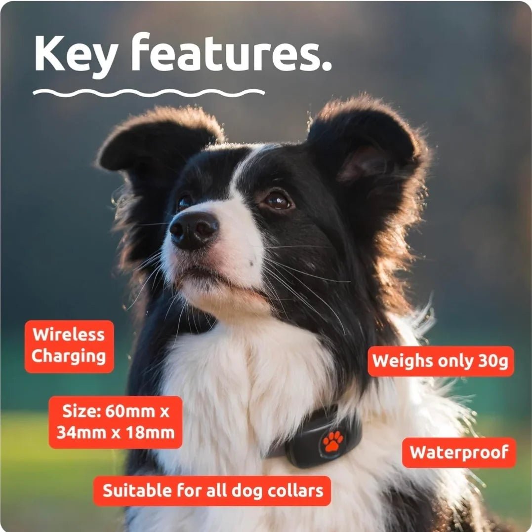 PitPat Collar GPS Tracker | Luxury Home Accessories | Heulog Glow
