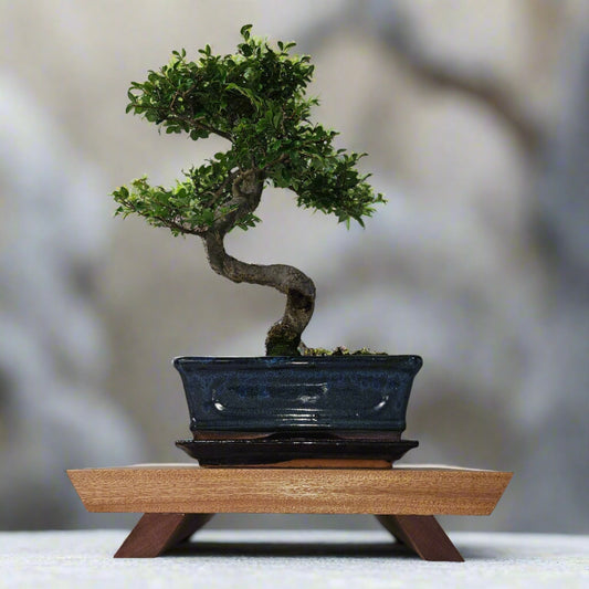 Premium Handcrafted Hardwood Bonsai Stand | Mahogany | Water Resistant | Various Sizes | Luxury Home Accessories | Heulog Glow