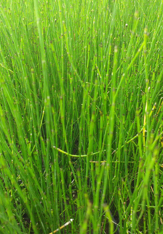 Equisetum scirpoides