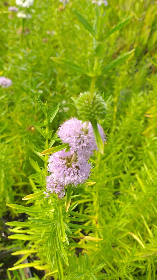 Mentha aquatica