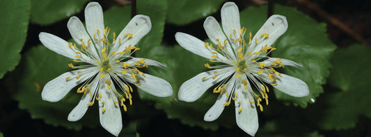 Caltha palustris var. leptosepala