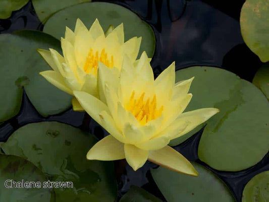 Nymphaea 'Charlene Strawn'