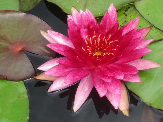 Lincolnshire Pond Plants dragonflies & damselflies Pack - DDPL01