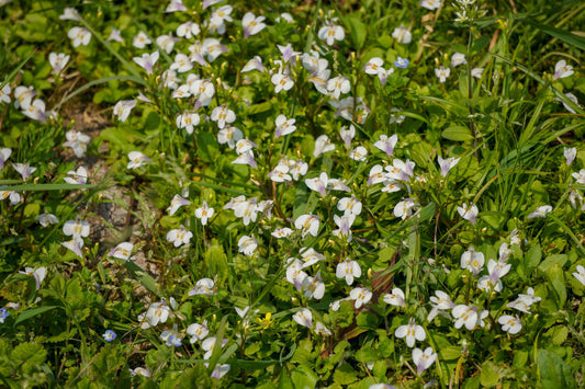 Mazus reptans 'Albus'
