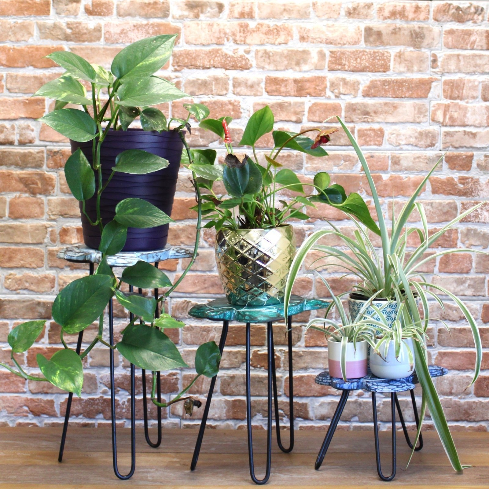 Set of 3 Albasia Wood Plant Stands - Turtles | Luxury Home Accessories | Heulog Glow