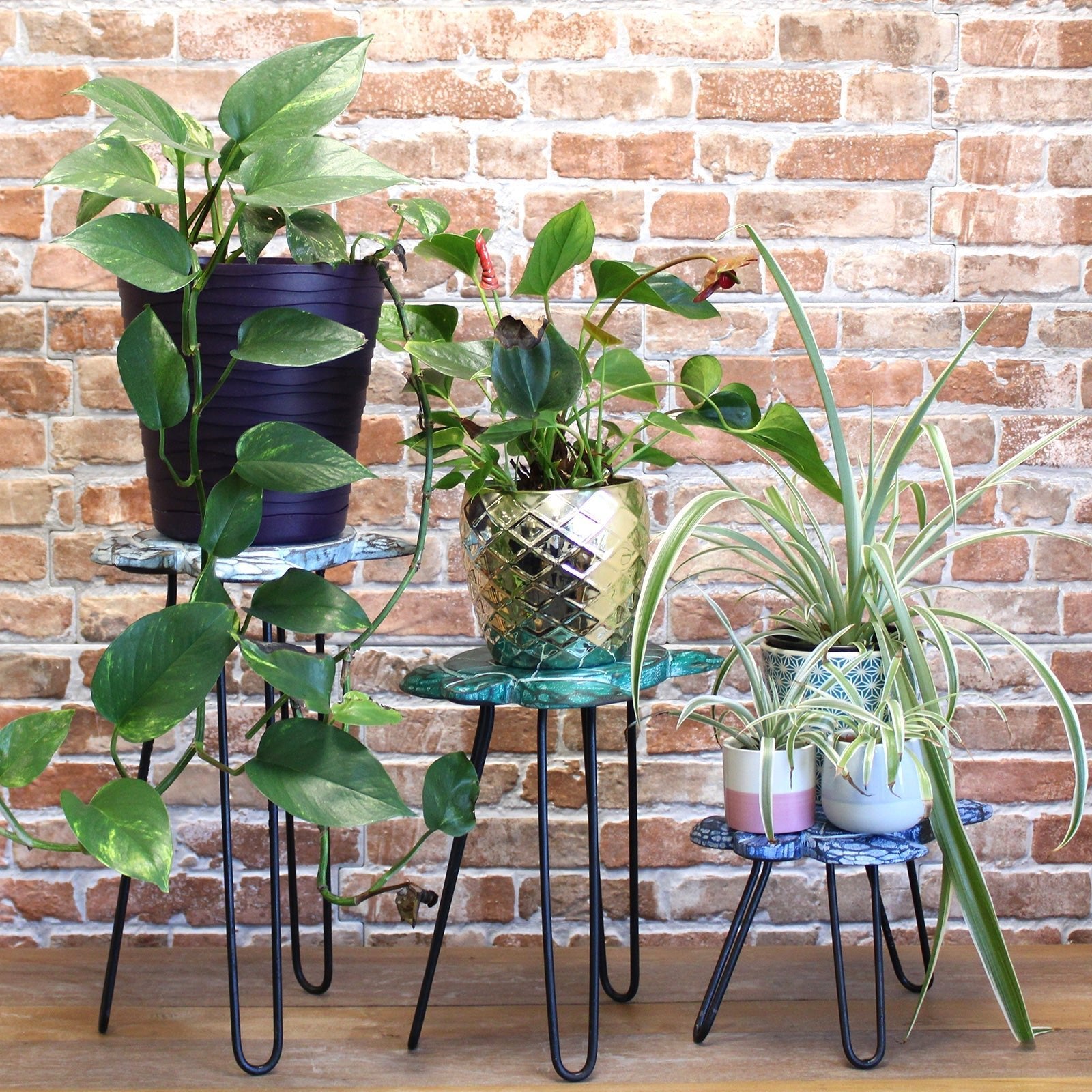 Set of 3 Albasia Wood Plant Stands - Turtles | Luxury Home Accessories | Heulog Glow