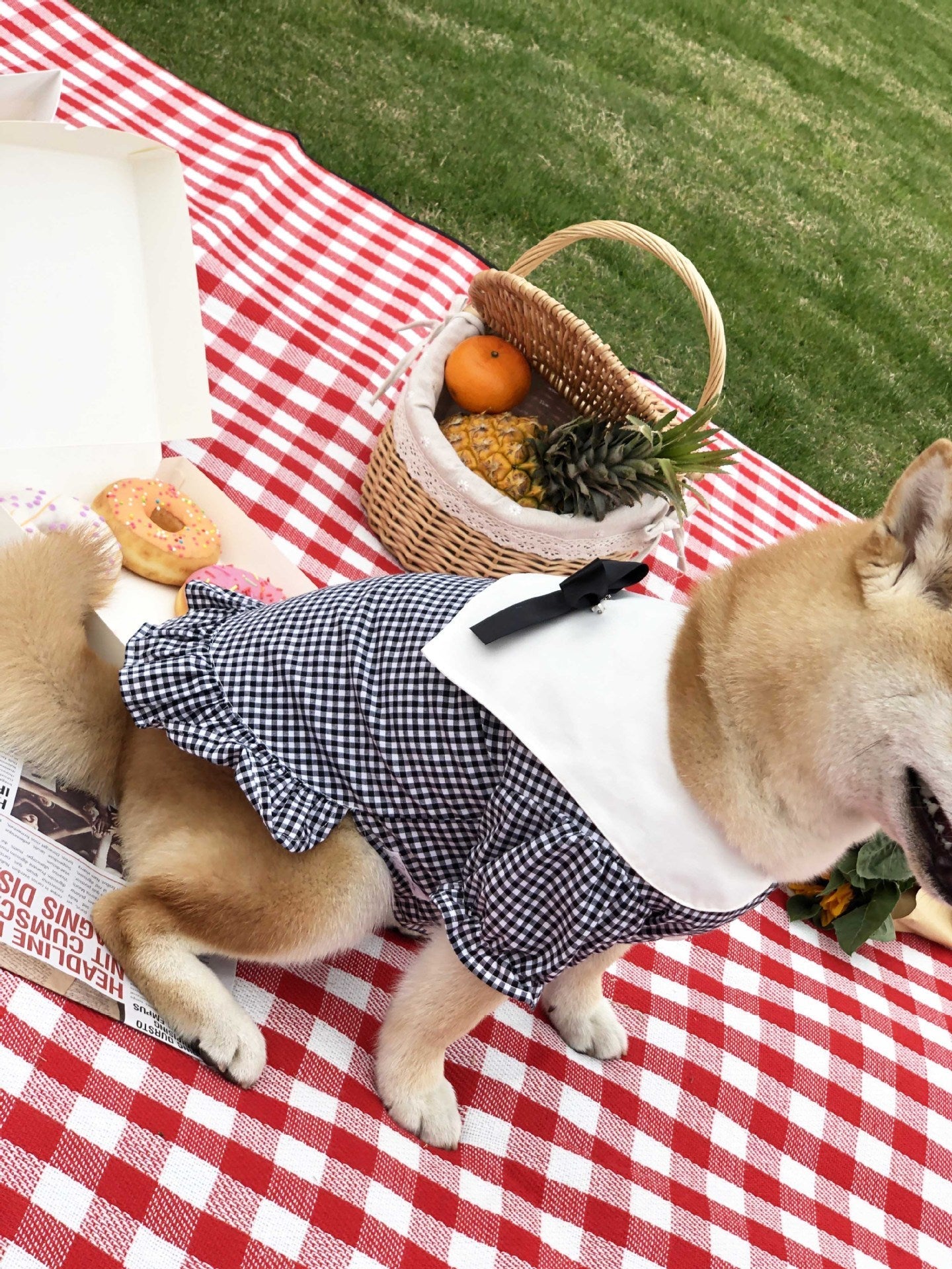 Shirt Tide Pet Clothes | Luxury Home Accessories | Heulog Glow