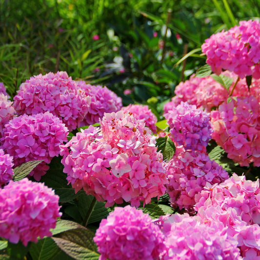 Hydrangea macrophylla 'Pink Ball'