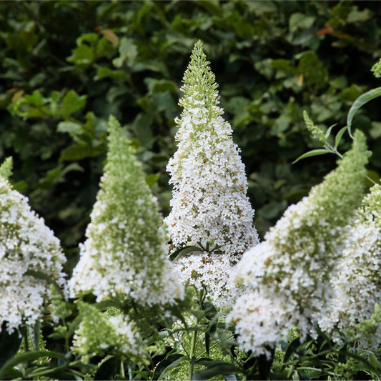 Buddleja davidii 'Manho White’ 1L / 2L