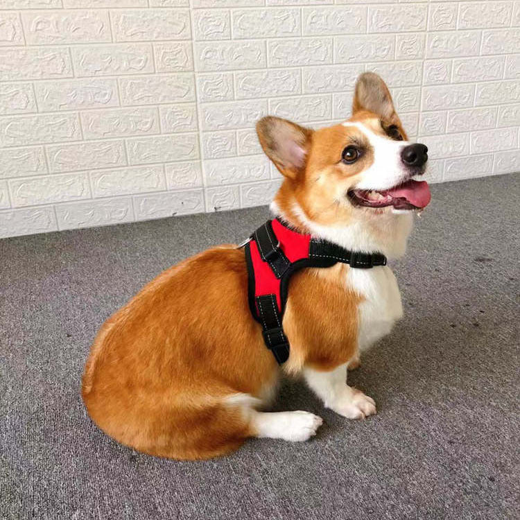 Small Dog Vest Type Rope Chest Back | Luxury Home Accessories | Heulog Glow