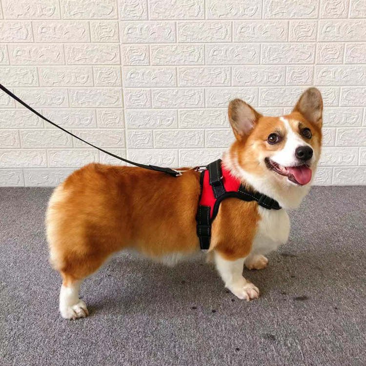 Small Dog Vest Type Rope Chest Back | Luxury Home Accessories | Heulog Glow
