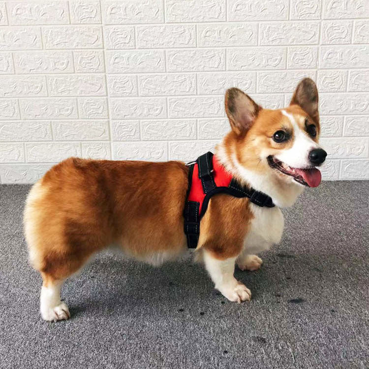 Small Dog Vest Type Rope Chest Back | Luxury Home Accessories | Heulog Glow