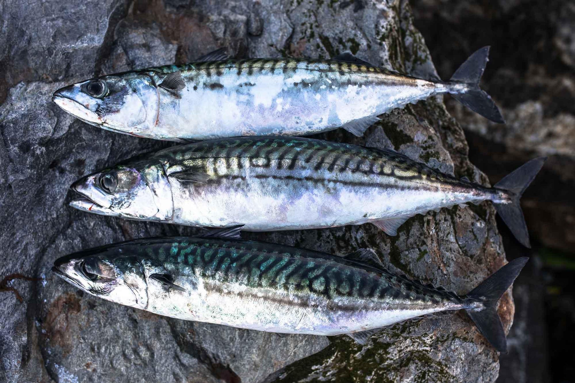Sprats 1kg - Tripefactory Sunderland - Raw Frozen Treats | Luxury Home Accessories | Heulog Glow