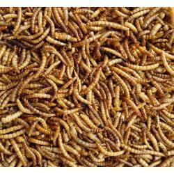 Supa Dried Mealworms | Luxury Home Accessories | Heulog Glow