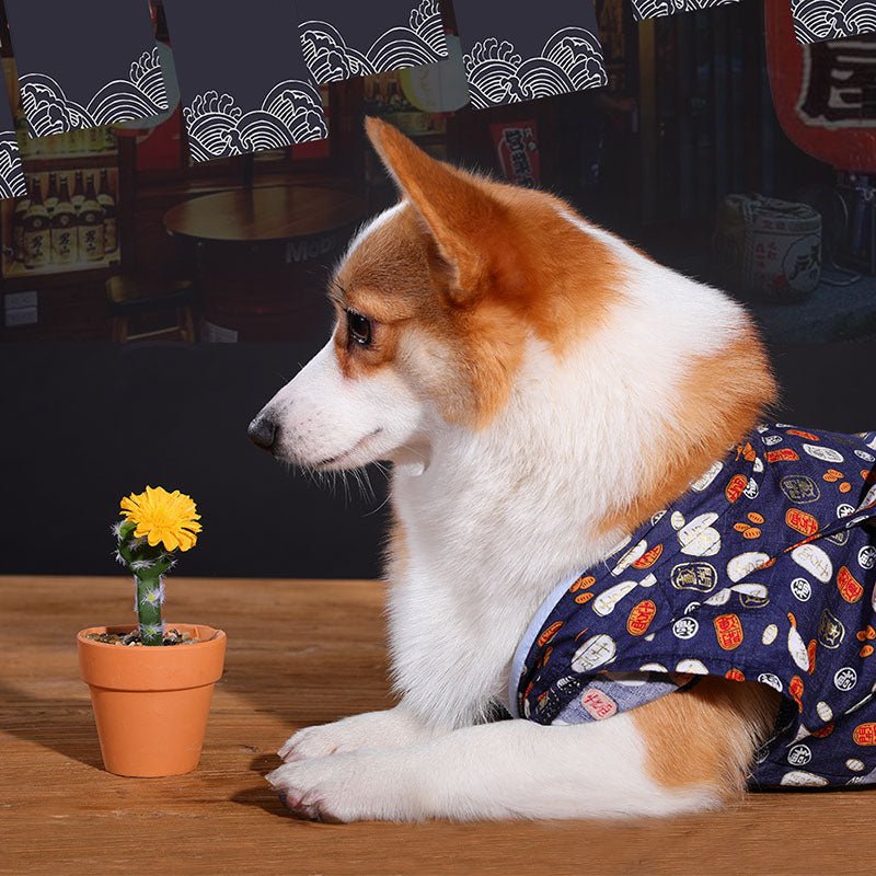 Teddy Chai dog medium sized small dog in spring and summer | Luxury Home Accessories | Heulog Glow